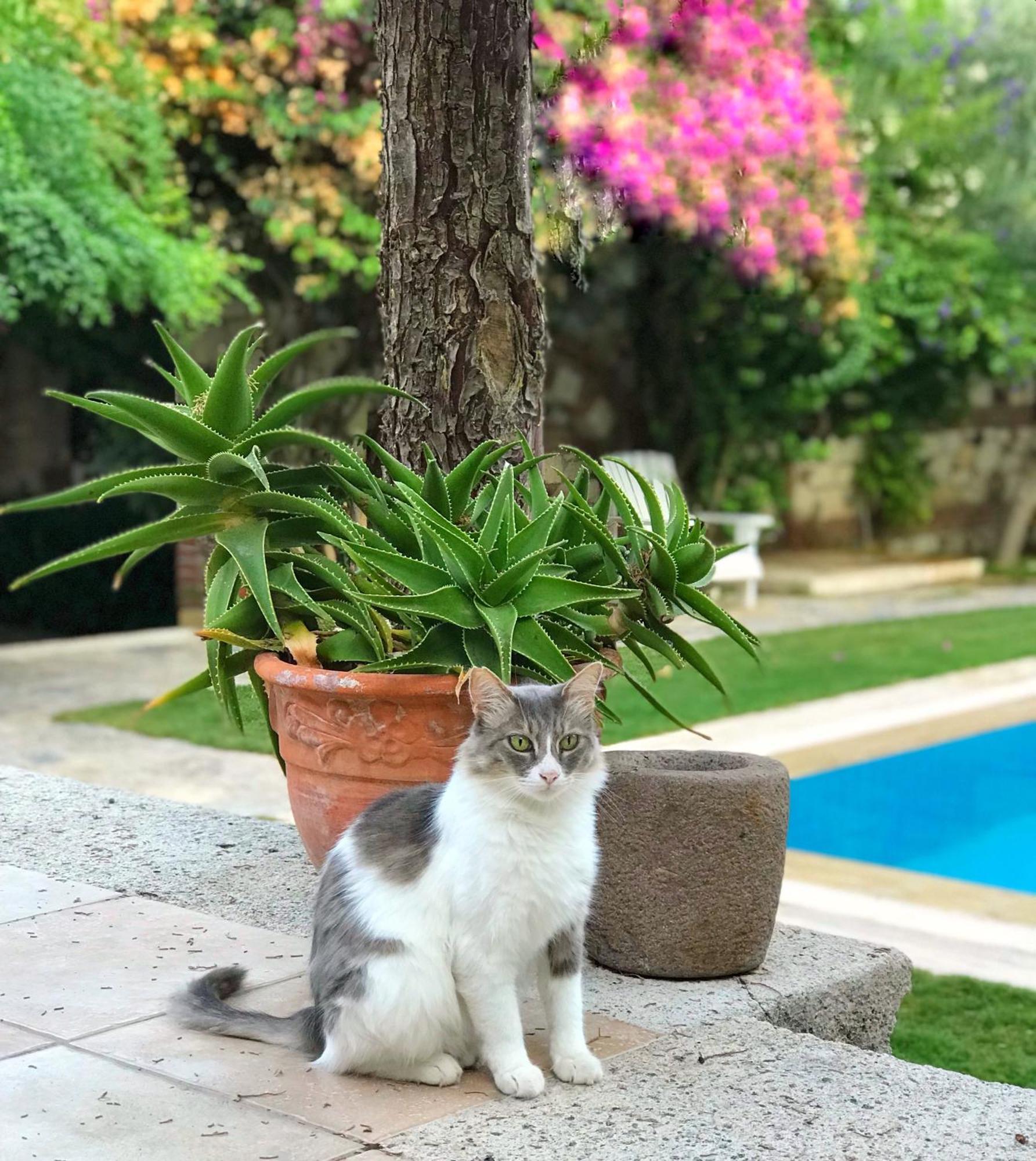 Alacati Zeytin Konak Hotel Экстерьер фото